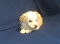 Peridot, a female Maltipoo for sale in Interlochen, MI – 3 of 5
