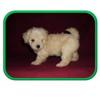 Michigan Hope, a  Maltipoo for sale in Interlochen, MI – Photo 9 of 10