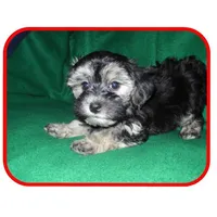 Michigan Hope, a  Maltipoo for sale in Interlochen, MI – Photo 3 of 10