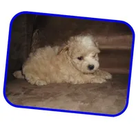 Michigan Hope, a  Maltipoo for sale in Interlochen, MI – Photo 2 of 10