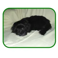 Michigan Hope, a  Maltipoo for sale in Interlochen, MI – Photo 4 of 10