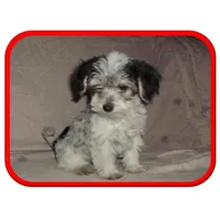 Michigan Hope, a  Maltipoo for sale in Interlochen, MI – Photo 6 of 10