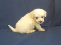 Paris - great for apartments - MaltiPoo male, a male Maltipoo and Maltese for sale in Interlochen, MI – 3 of 5