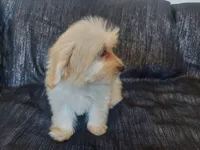 Huckleberry- in home raised, nonpshedding, a male Maltipoo for sale in Interlochen, MI – 4 of 4