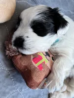 Rex, a male Miniature Schnauzer for sale in Shelby, NC – 4 of 4