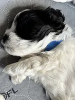 Graham , a male Miniature Schnauzer for sale in Shelby, NC – 2 of 3