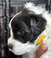Daisy , a female Miniature Schnauzer for sale in Shelby, NC – 2 of 3