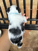 Rex, a male Miniature Schnauzer for sale in Shelby, NC – 3 of 4