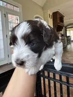 Hammer, a male Miniature Schnauzer for sale in Shelby, NC – 2 of 6