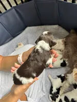 Hammer, a male Miniature Schnauzer for sale in Shelby, NC – 6 of 6