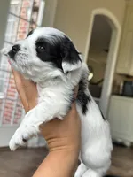 Rex, a male Miniature Schnauzer for sale in Shelby, NC – 1 of 4