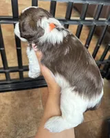 Hammer, a male Miniature Schnauzer for sale in Shelby, NC – 3 of 6