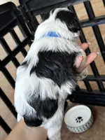 Graham , a male Miniature Schnauzer for sale in Shelby, NC – 3 of 3