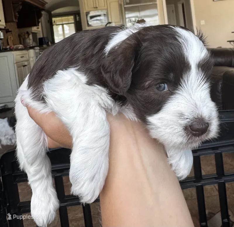 Hammer – Miniature Schnauzer puppy for sale in Shelby, NC