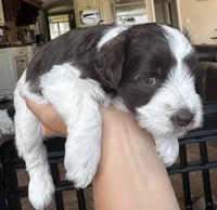 Hammer, a male Miniature Schnauzer for sale in Shelby, NC – 1 of 6