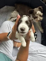 Hammer, a male Miniature Schnauzer for sale in Shelby, NC – 4 of 6