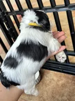 Daisy , a female Miniature Schnauzer for sale in Shelby, NC – 3 of 3