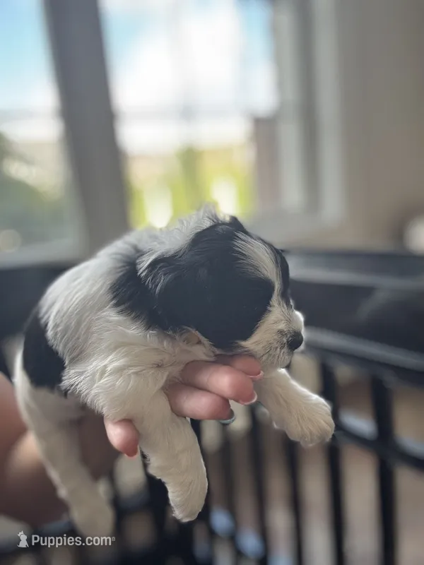 Daisy  – Miniature Schnauzer puppy for sale in Shelby, NC
