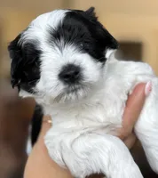 Graham , a male Miniature Schnauzer for sale in Shelby, NC – 1 of 3