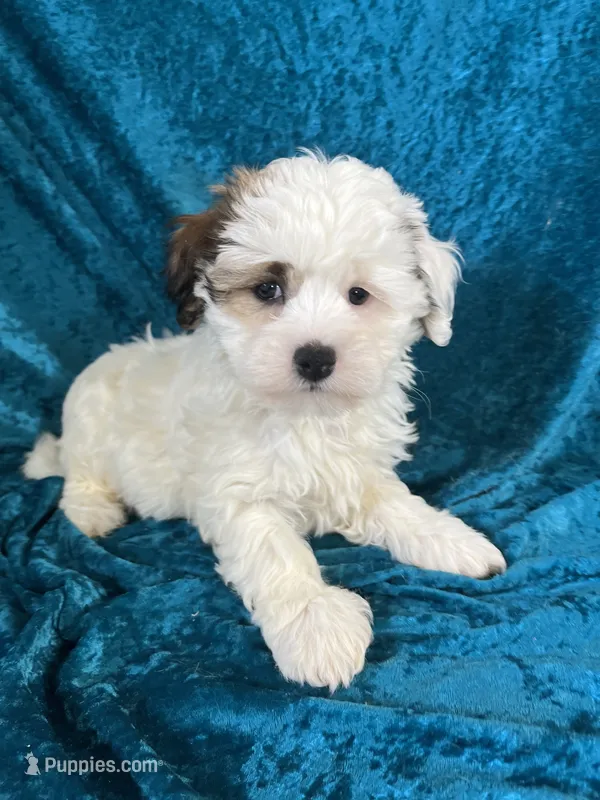 Cassie – Havaton puppy for sale in Hilbert, WI