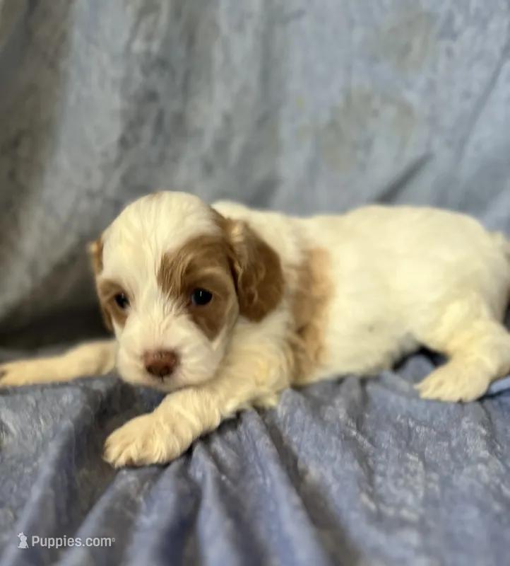 Benson – Cockapoo puppy for sale in Hilbert, WI