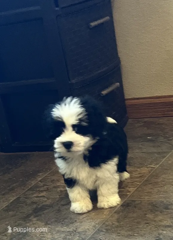 Madison – Havaton puppy for sale in Hilbert, WI