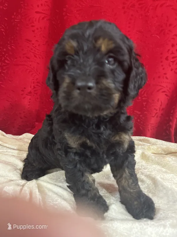 Jalena – Cockapoo puppy for sale in Hilbert, WI