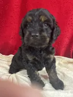 Jalena, a female Cockapoo for sale in Hilbert, WI – 1 of 1