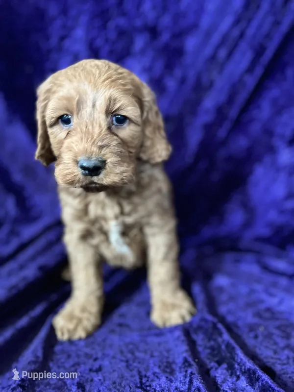 Jimmy – Cockapoo puppy for sale in Hilbert, WI