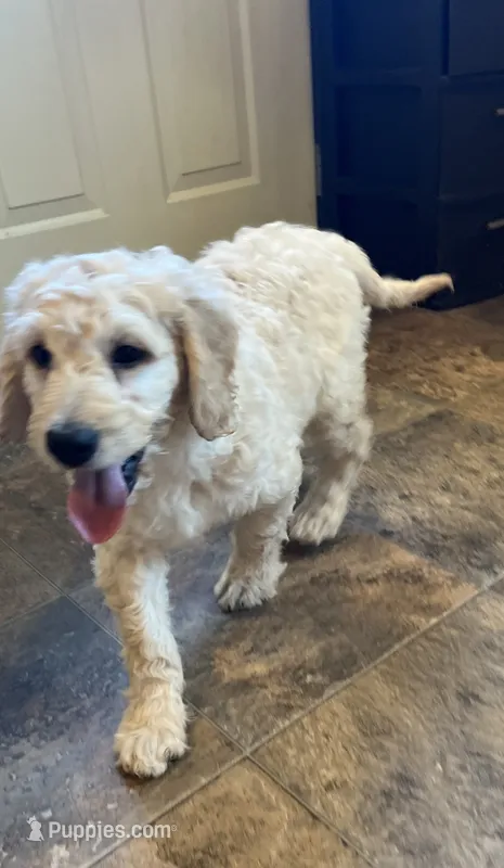 Stanley – Goldendoodle puppy for sale in Hilbert, WI