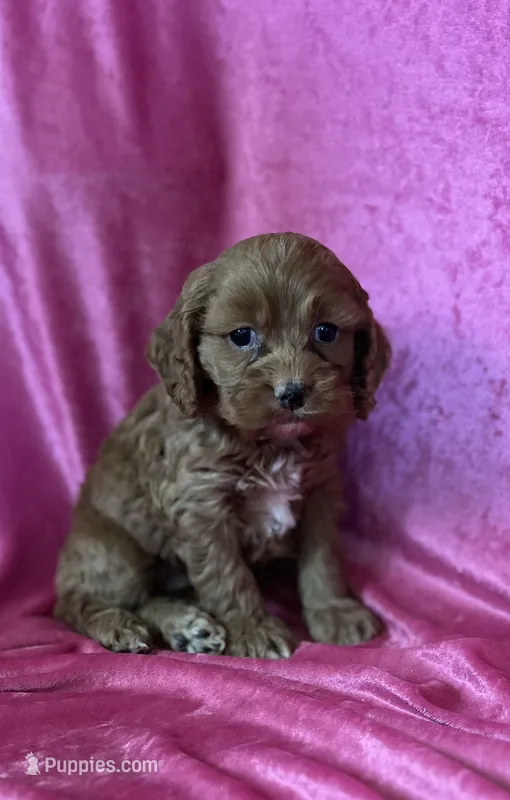 Junee – Cockapoo puppy for sale in Hilbert, WI