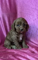 Junee, a female Cockapoo for sale in Hilbert, WI – 1 of 1