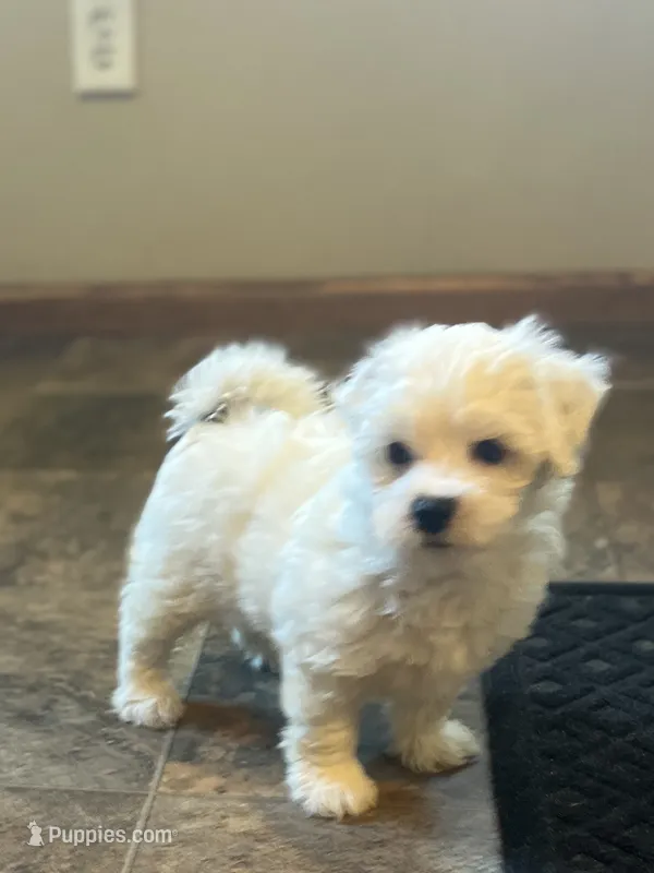 Minnie – Havaton puppy for sale in Hilbert, WI
