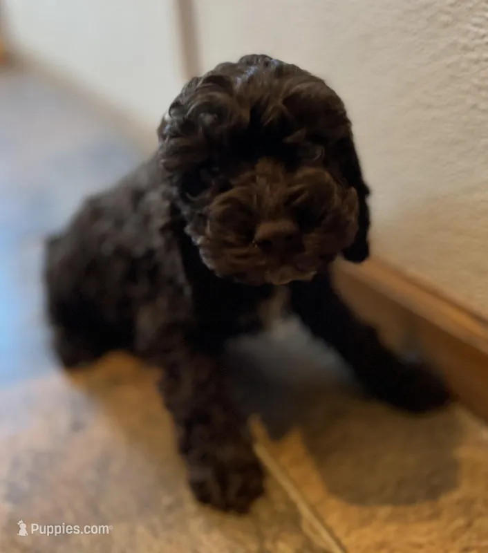 Louie – Cockapoo puppy for sale in Hilbert, WI