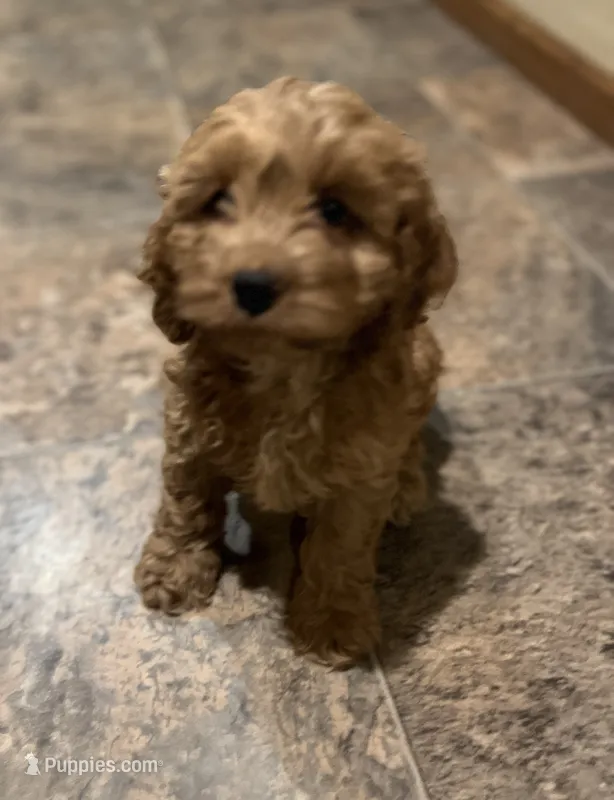 Louie – Cockapoo puppy for sale in Hilbert, WI