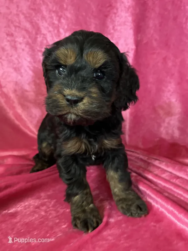Josie – Cockapoo puppy for sale in Hilbert, WI