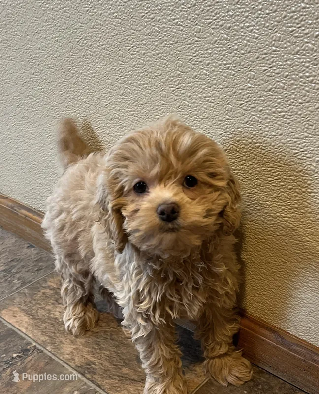 Larissa – Cockapoo puppy for sale in Hilbert, WI