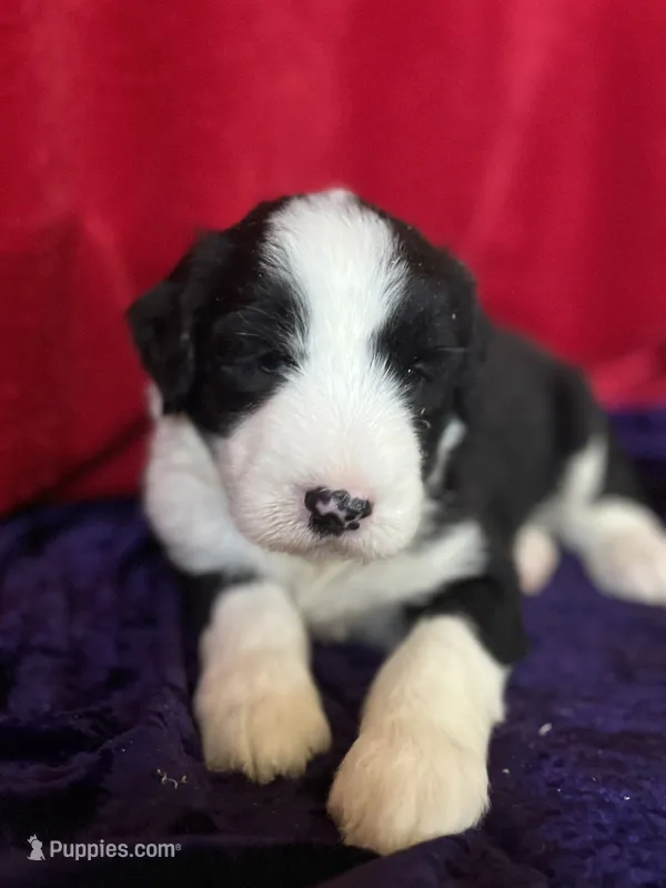 Shepley – Sheepadoodle puppy for sale in Hilbert, WI