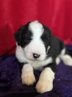 Shepley, a male Sheepadoodle for sale in Hilbert, WI – 1 of 1