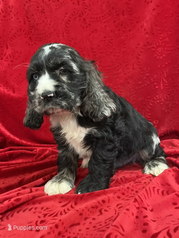 Lawton – Cocker Spaniel puppy for sale in Hilbert, WI
