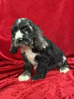 Lawton, a male Cocker Spaniel for sale in Hilbert, WI – 1 of 1