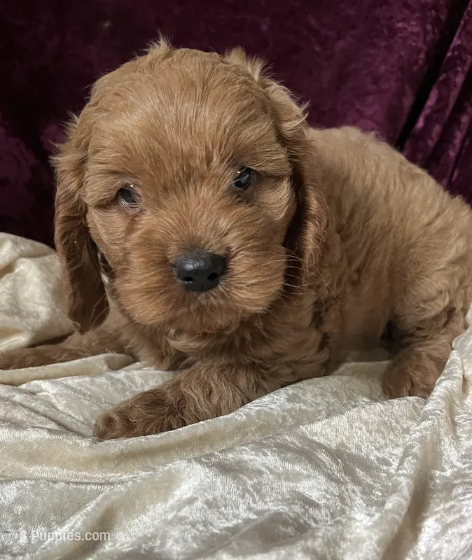 Iola – Cockapoo puppy for sale in Hilbert, WI