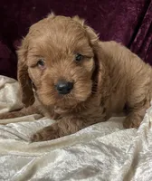 Iola, a female Cockapoo for sale in Hilbert, WI – 1 of 1