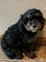Logan, a male Cockapoo for sale in Hilbert, WI – 1 of 1