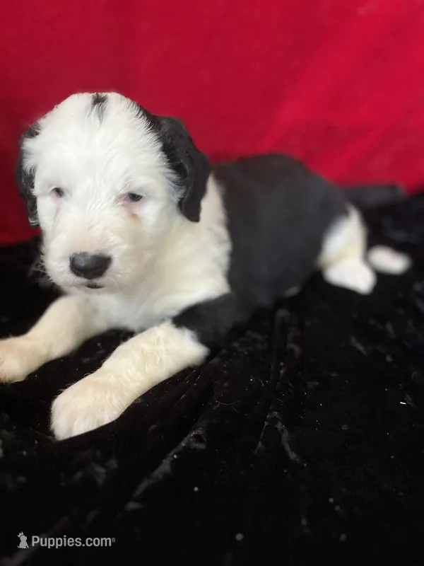 Sheffield – Sheepadoodle puppy for sale in Hilbert, WI