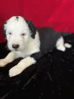 Sheffield, a male Sheepadoodle for sale in Hilbert, WI – 1 of 1