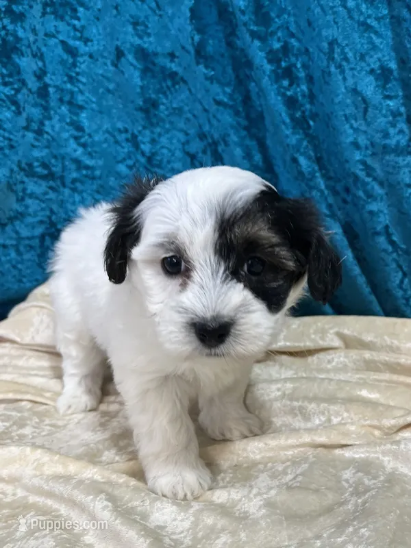 Natasha – Havaton puppy for sale in Hilbert, WI