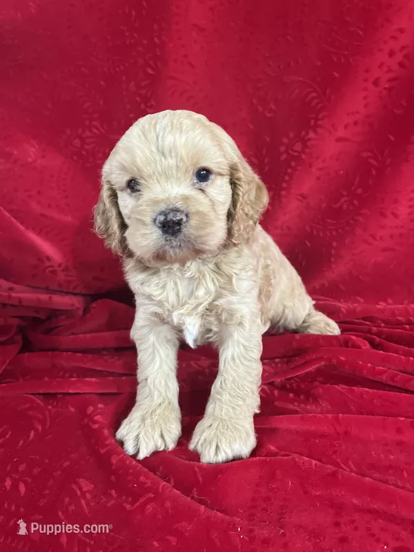 Jill – Cockapoo puppy for sale in Hilbert, WI