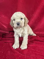 Jill, a female Cockapoo for sale in Hilbert, WI – 1 of 1
