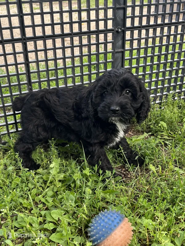 Brook – Cockapoo puppy for sale in Hilbert, WI